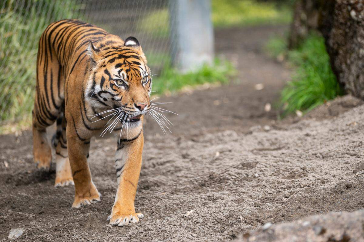 Mawar, the new Sumatran tiger at Point Defiance Zoo, is set to make her debut on Sept. 6. She flew here on a FedEx plane all the way from Australia.