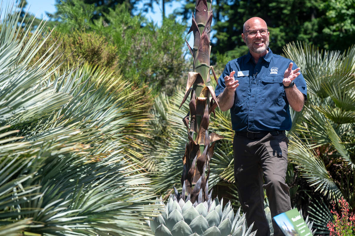 Lead horticulturalist Bryon Jones shares information on the Agave parryi var. truncata, more commonly known as the Artichoke Agave, that is preparing to bloom at the Point Defiance Zoo & Aquarium on Thursday, May 29, 2025, in Tacoma, Wash.