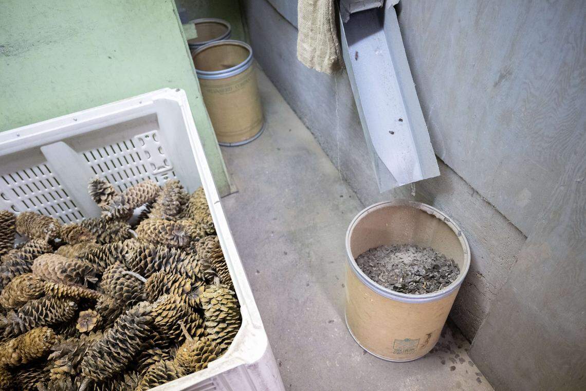 A machine shakes conifer seeds from Sugar Pine cones, landing the seeds and debris into a barrel on Tuesday, Dec. 2, 2025, at the Silvaseed extractory in Roy, Wash.