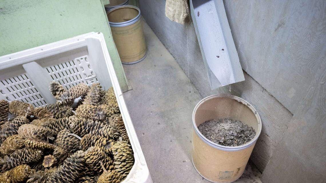 This tree-seed bank in Pierce County is crucial as wildfires worsen. Look inside