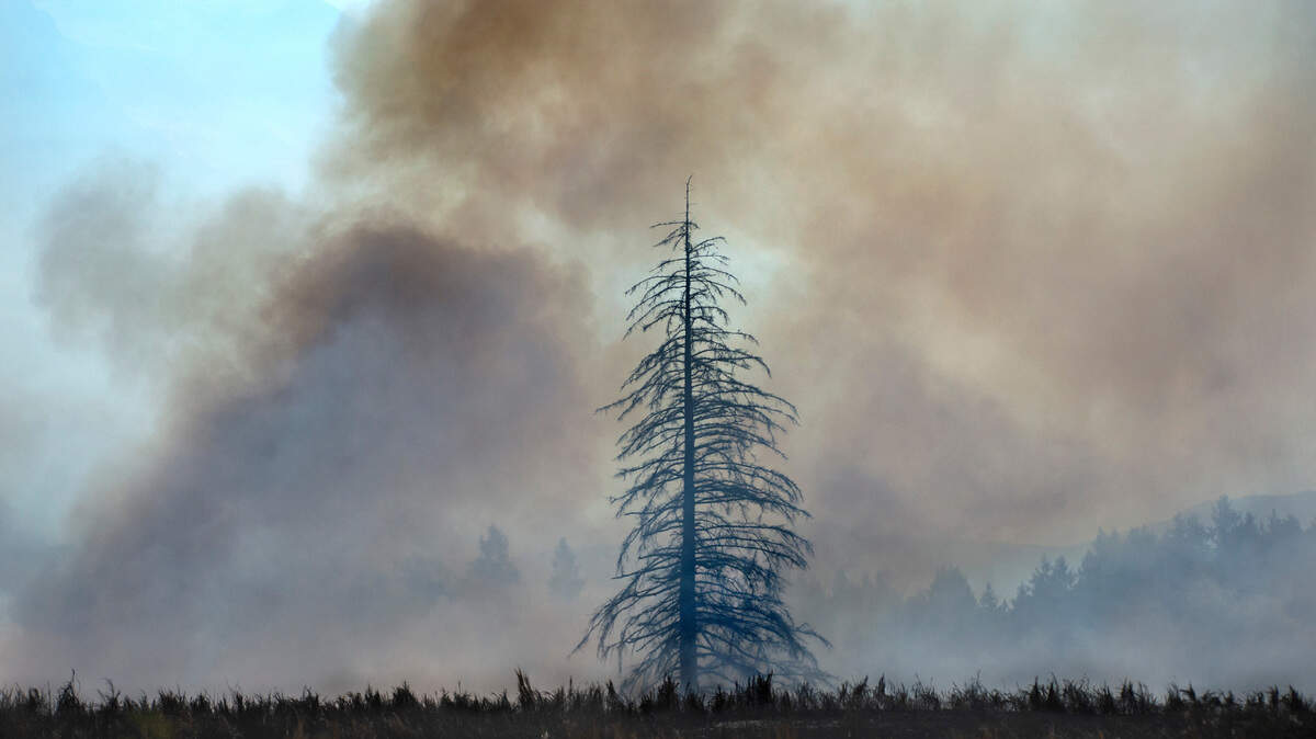 A lone tree rises in the smoke of a planned and controlled burn on Joint Base Lewis-McChord prairie land in East Pierce County northeast of Roy, Washington, on Tuesday, Sept. 7, 2021.