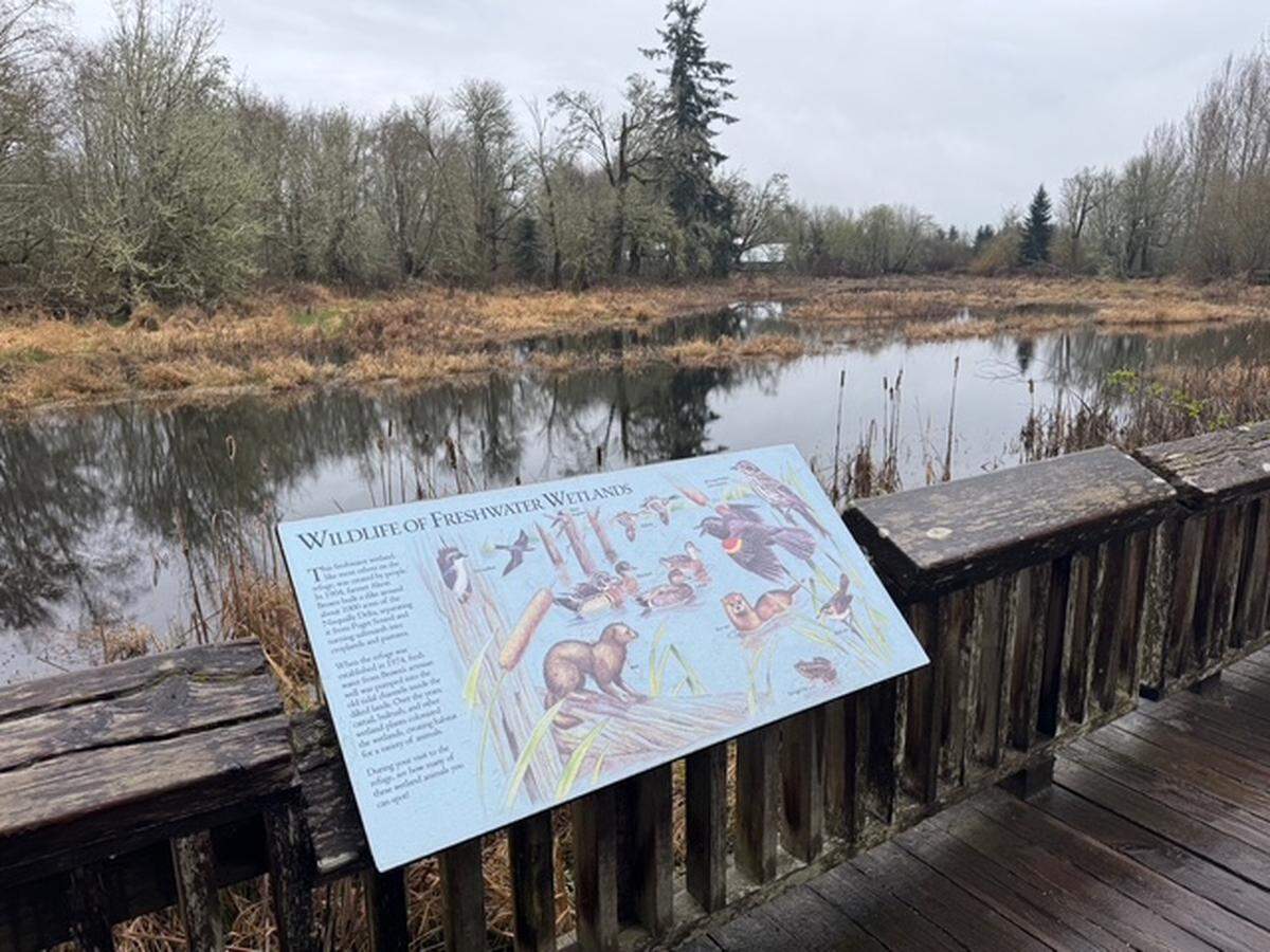 An informational sign on a boardwalk over a pond at Billy Frank Jr. Nisqually National Wildlife Refuge.