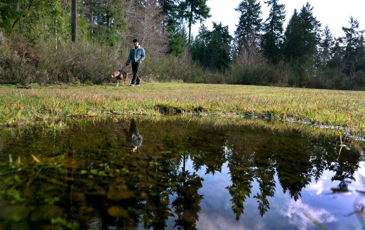 Ethan Salazar walks his neighbor’s dog, JD, at the site of the planned Gig Harbor Sports Complex in Gig Harbor, Washington, on Tuesday, Dec. 26, 2023.