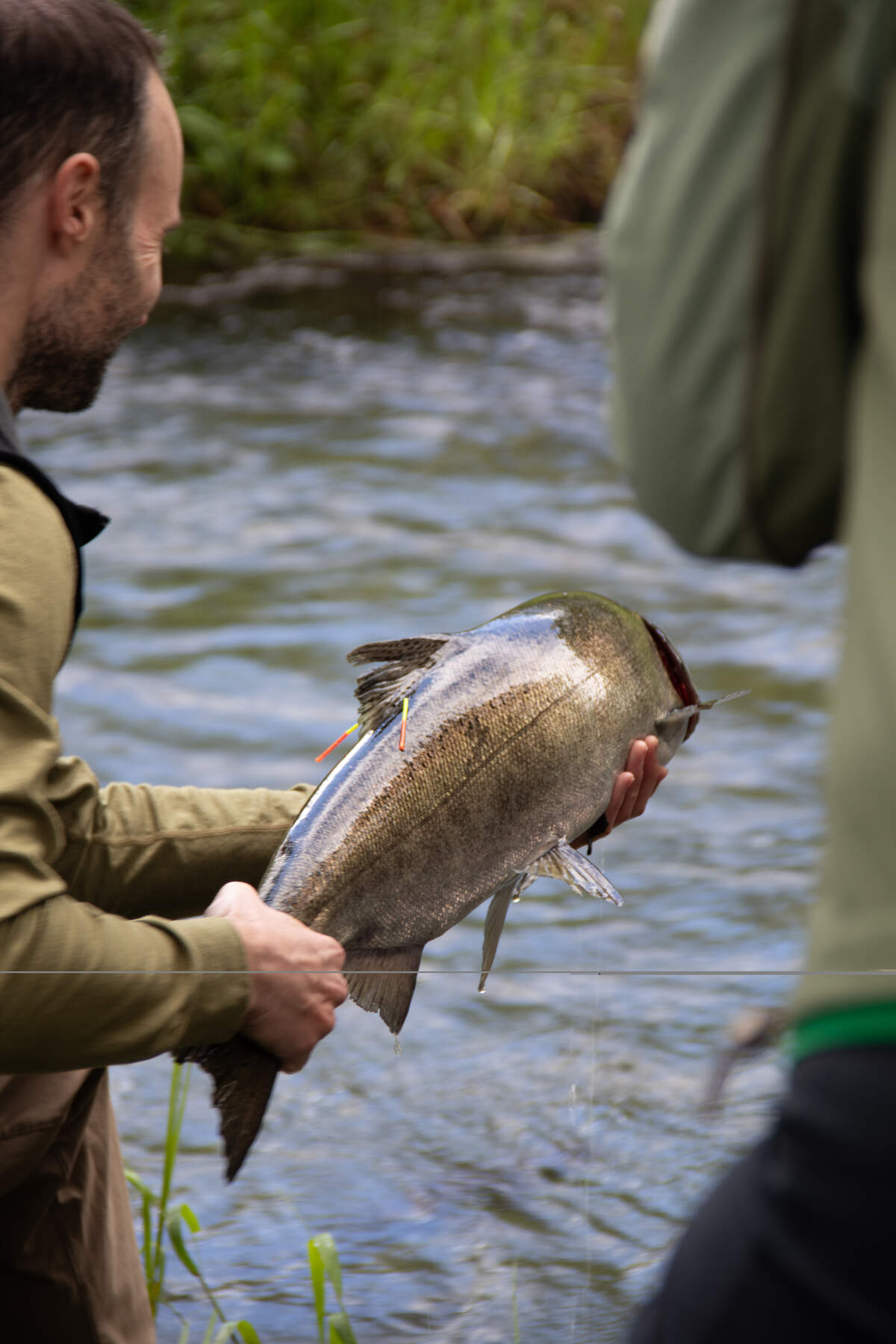 A chinook salmon is released into the upper Mount St. Helens watershed for the first time since the 1980 eruption.