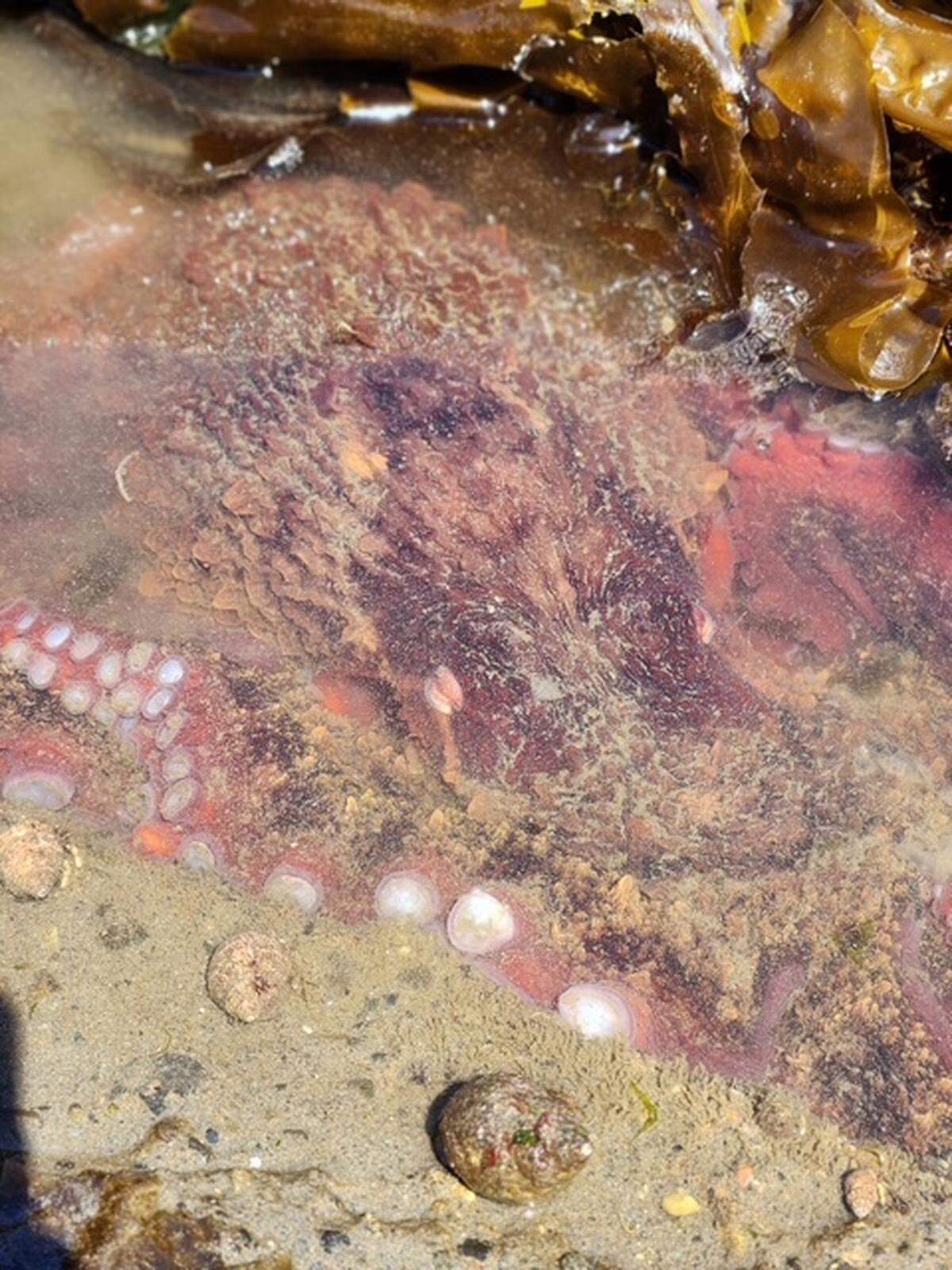 A “mid-sized pumpkin” sized octopus kicking up sand on Owen Beach on Monday, May 18.