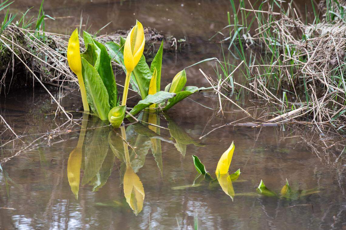 Skunk cabbage at Dash Point State Park.