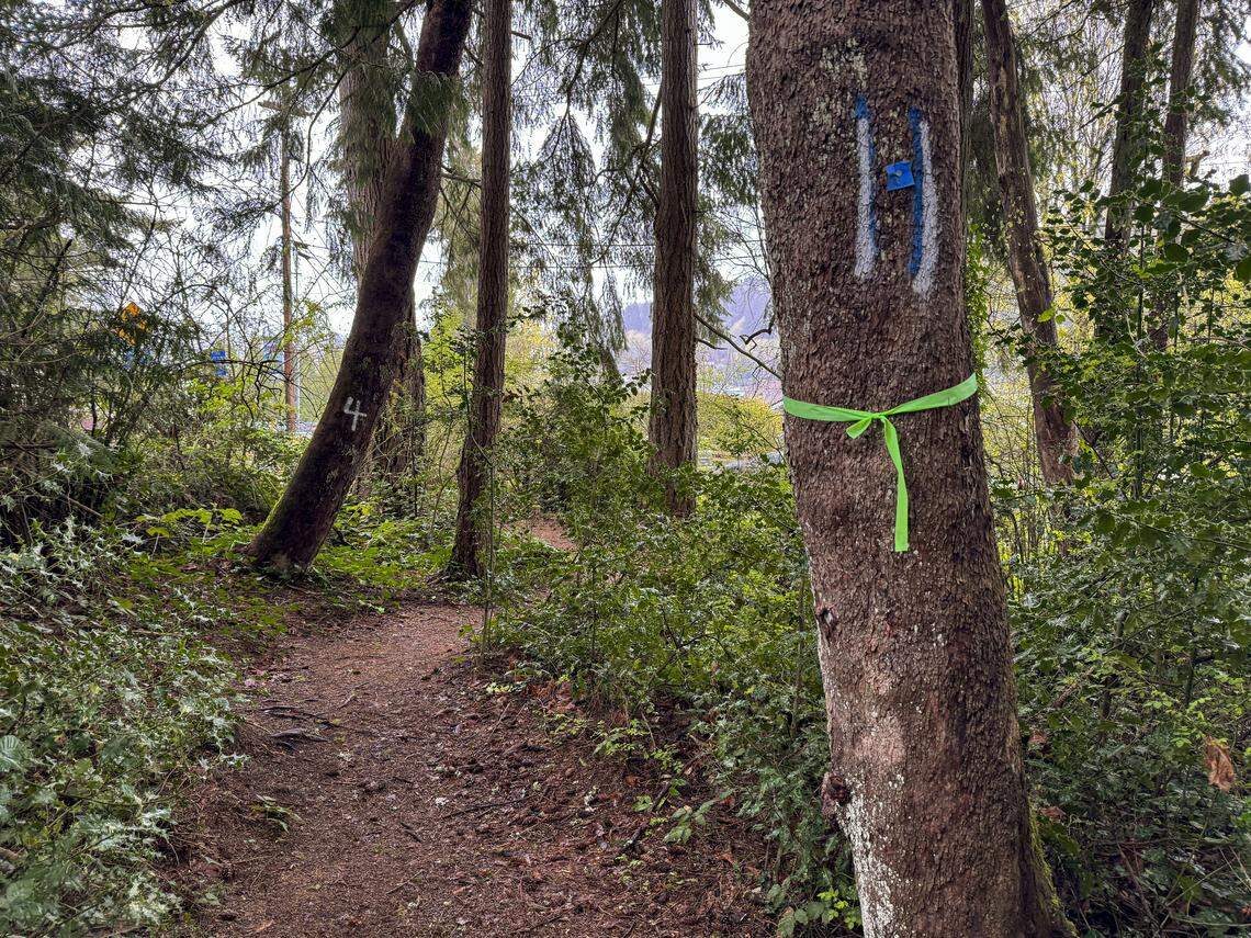Trees arch above a gently winding path at Soundview Forest in Gig Harbor, Wash., Tuesday, April 14, 2026. A local tree removal company is set to remove the trees marked with colored tape and painted numbers after an arborist’s report identified trees in poor health.