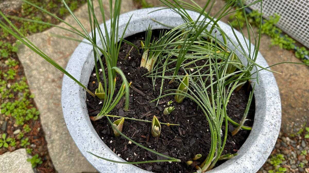 An assortment of tulip, daffodil and crocus bulbs burst through potting soil after surviving the recent cold snap in the area.