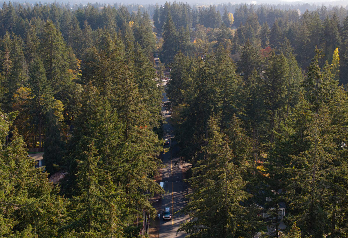 Trees cover Interlaaken Drive between Washington Boulevard and 112th Street Southwest, on Tuesday, Oct. 29, 2024 in Lakewood. Many residents are concerned that the trees will be removed to make room for a sidewalk.