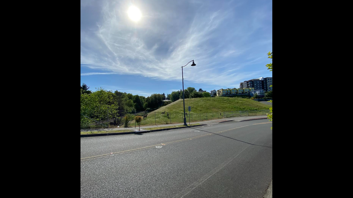 A view of mounded, overgrown soil from earlier Point Ruston construction, nicknamed “Mount Ruston,” at Lot 10C, near roundabout at North 51st Street, Ruston Way and North Baltimore Street.