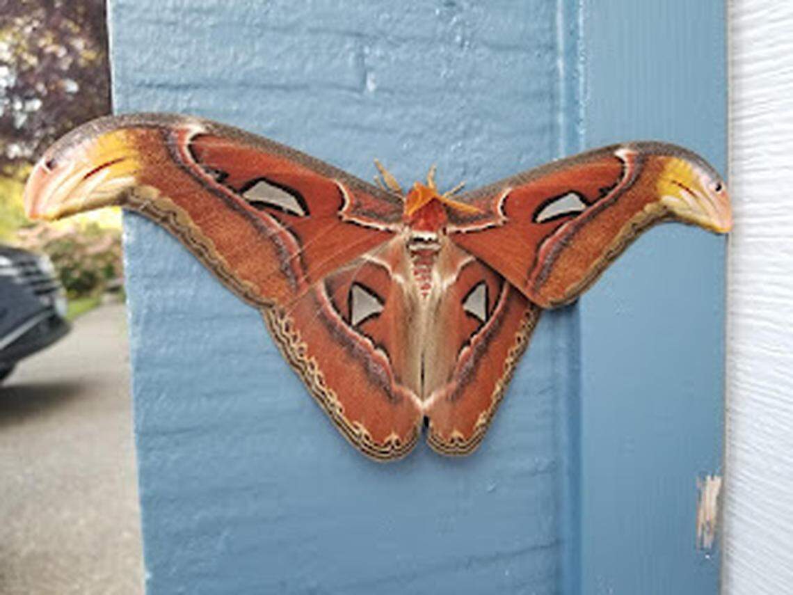 Aprofessor found an atlas moth on his garage in Bellevue.