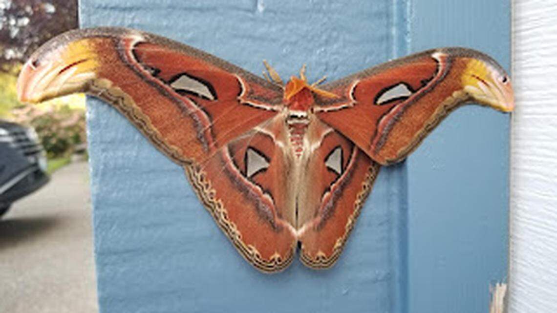 The world’s largest moth was found in Washington, but WA state is also home to more moths that could eat your clothes, plants and find their way into your home.