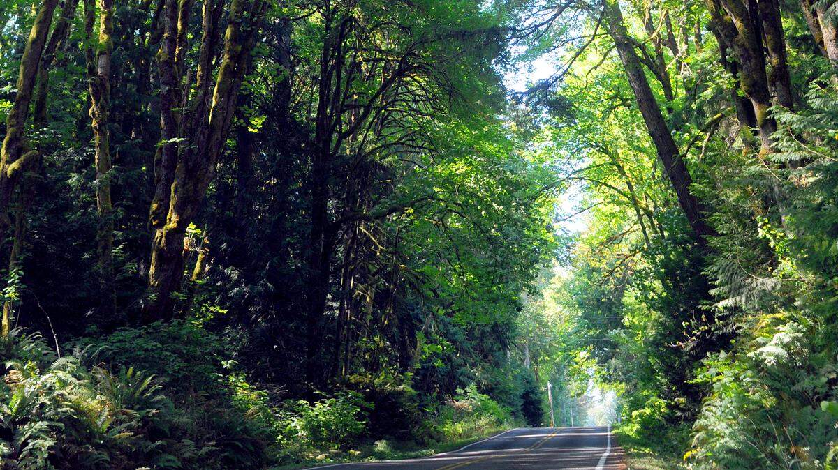 This grove of towering bigleaf maples along Woodward Bay Road NE, north of Olympia, is mostly healthy.