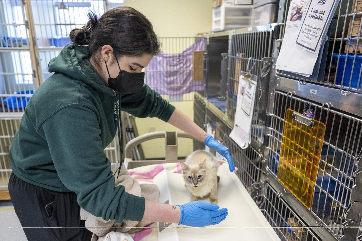 Cat services lead Victoria M. weighs Arkansas, one of dozens of cats seized from a U-Haul earlier this month, at The Humane Society for Tacoma & Pierce County on Thursday, Nov. 20, 2025, in Tacoma, Wash.
