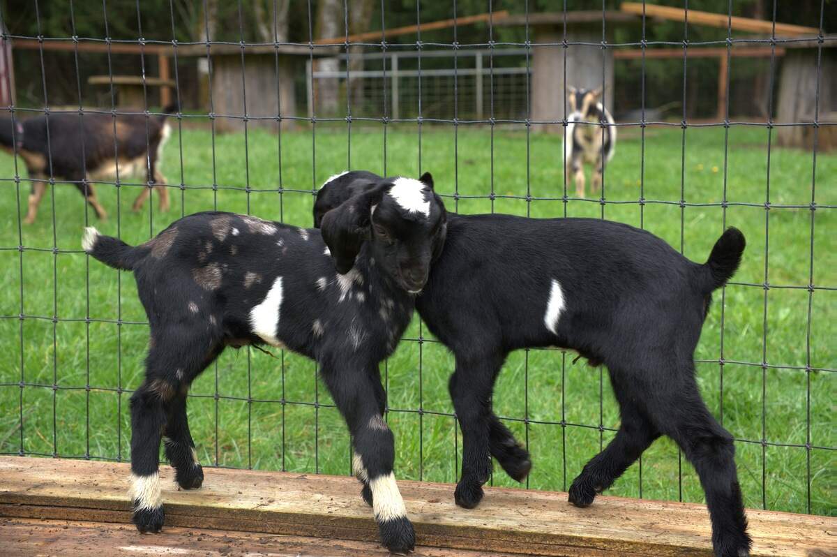 Harbor Farms’ two baby goats, Oreo and Socks, were born March 28, 2025.