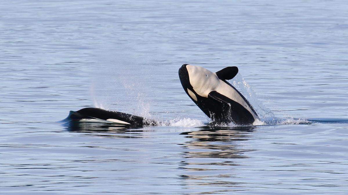 Two Bigg’s killer whales play in the waters of the Puget Sound.