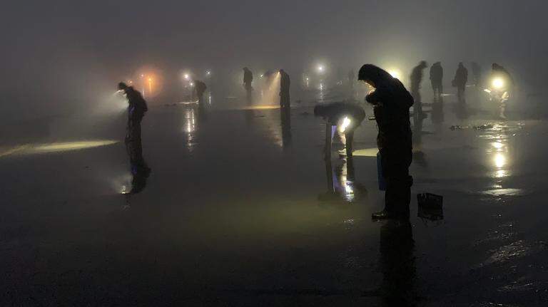 Don’t put away those clam guns. WA spring razor-clam season has been extended