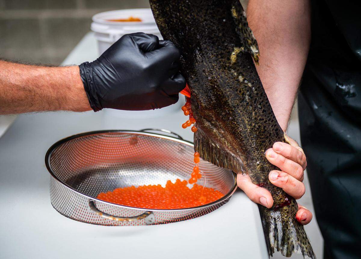 At a fish hatchery near the Cushman Dam No. 2, workers harvest eggs from an adult female chinook salmon.Tacoma Power is working to restore salmon migration to the North Fork Skokomish River using two hatcheries and a series of fish-shuttling technologies to help the salmon around their hydroelectric projects. Photographed near Hoodsport, Wash., on Wednesday, Sept. 12, 2018.