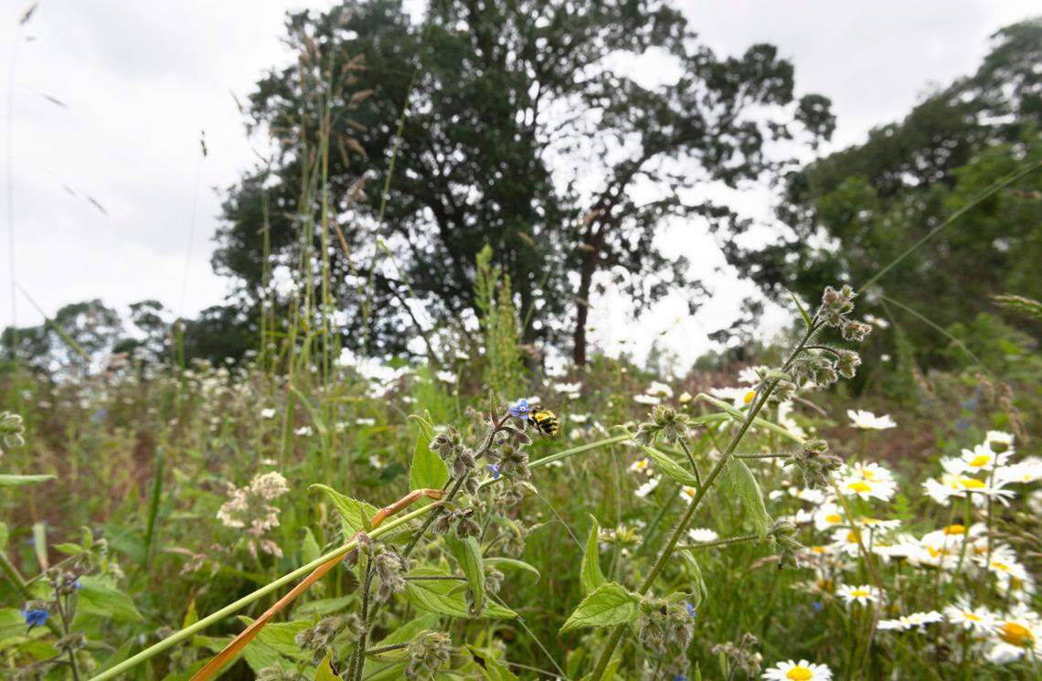 Bees gather pollen from flowers in Lakewood, Washington.