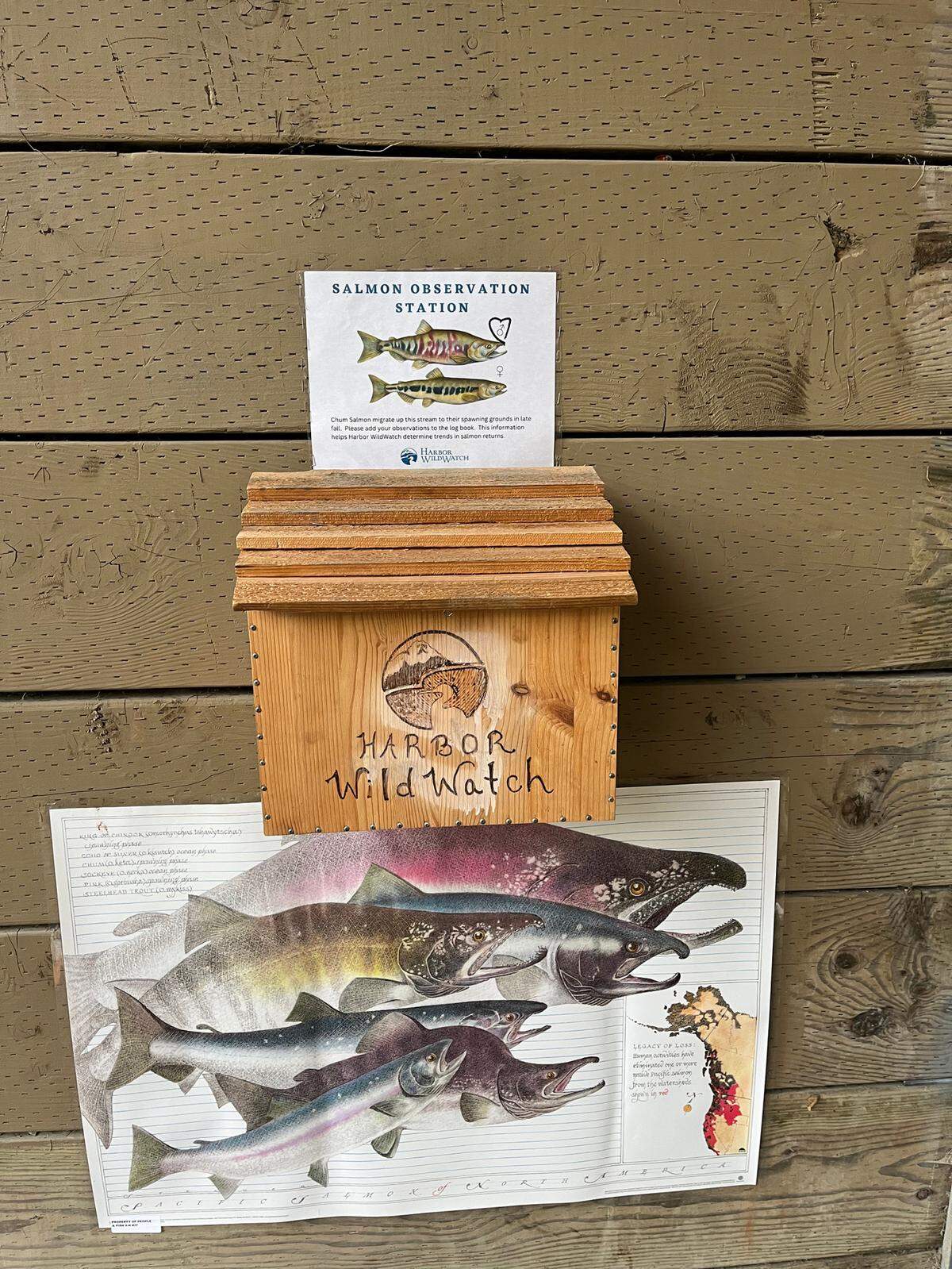 As of Nov. 29, 2023, no visitors to the Donkey Creek salmon observation station had reported seeing salmon there this season.