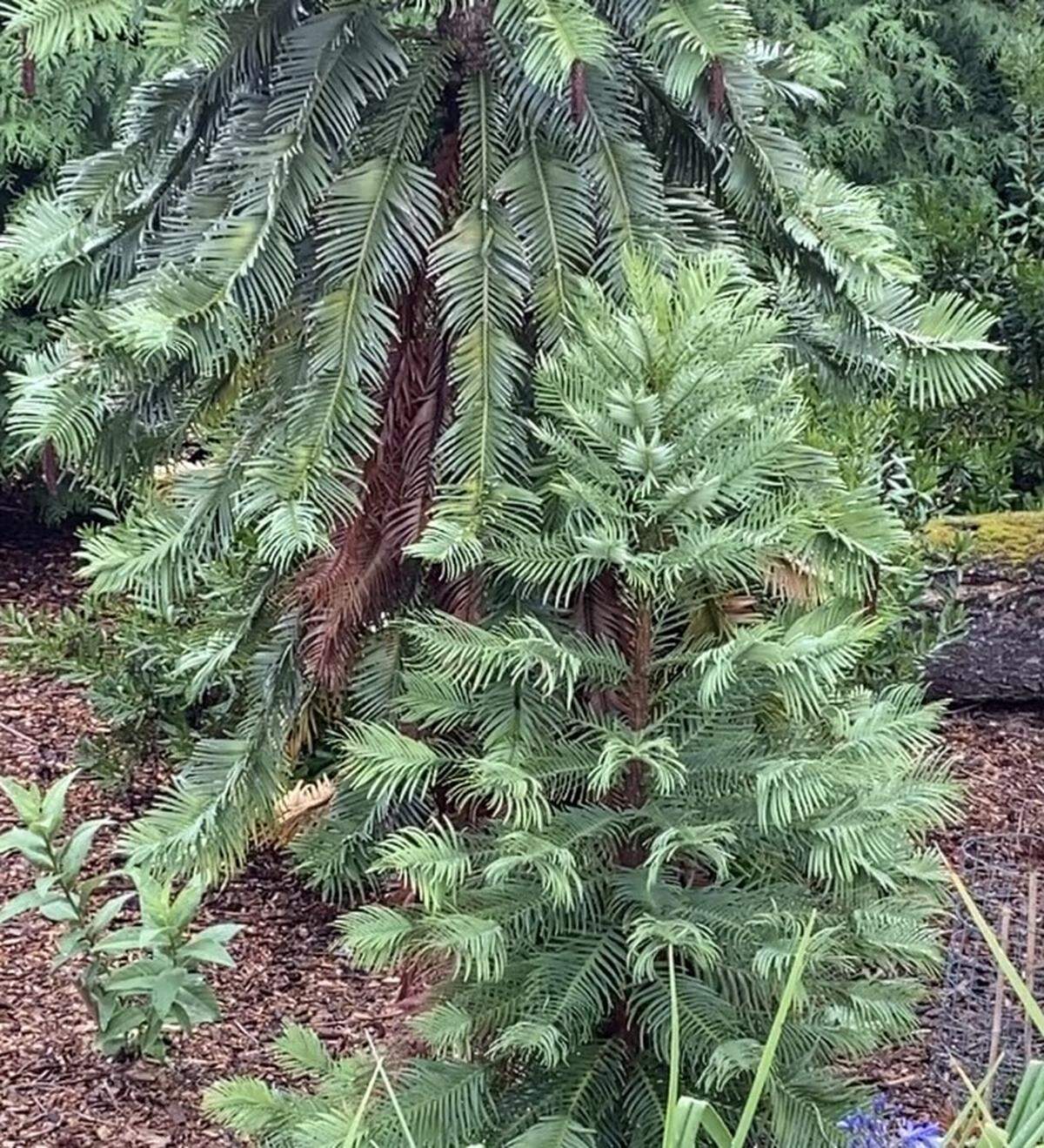 These Wollemi Pines are some of the rarest trees on Earth. Several grow at Point Defiance Zoo and Aquarium.