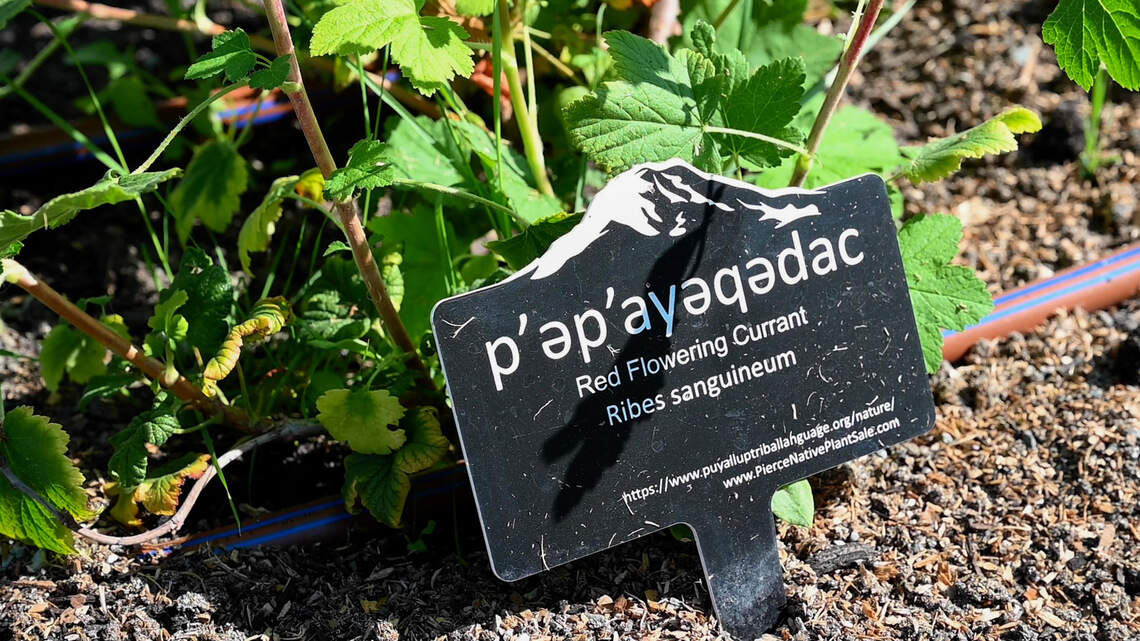 ‘That’s peace.’ Pierce County town goes back to its roots with a new community garden