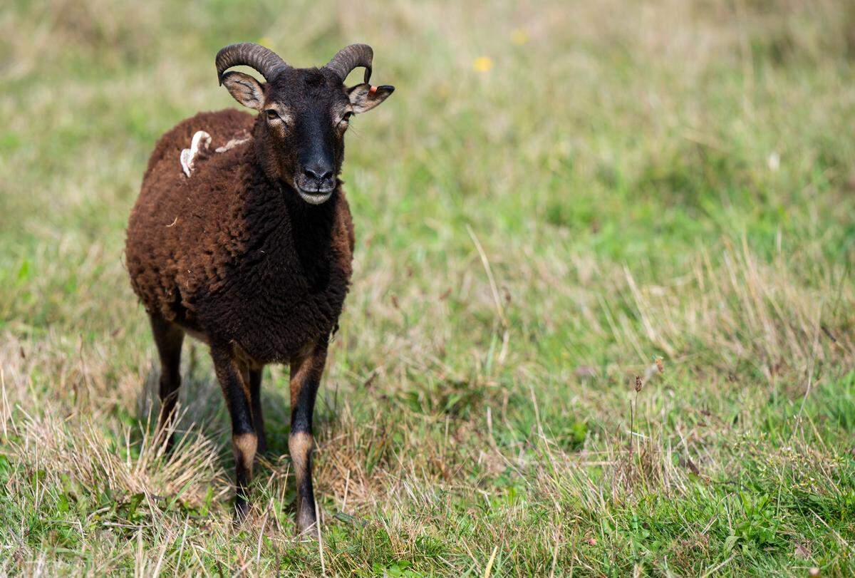 Pat the ram walks around in her enclosure at Graham Fire and Rescue Station 96 in Graham, Wash. on Oct. 4, 2022. Pat was rescued by firefighters at the station after she was reported wandering around the area. She now lives with the station’s goats, Torch and Drip, after the station was unable to locate her owner.