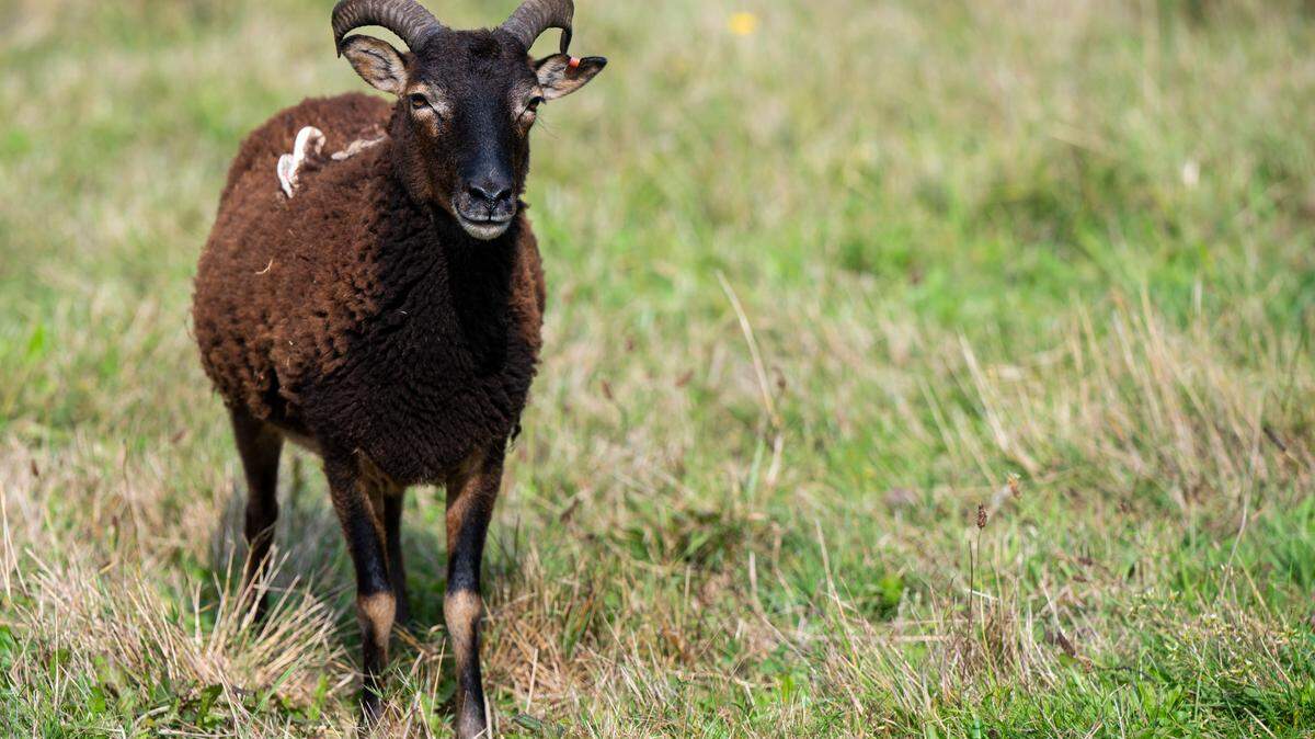 Pat the ewe walks around in her enclosure at Graham Fire and Rescue Station 96 in Graham, Wash. on Oct. 4, 2022. Pat was rescued by firefighters at the station after she was reported wandering around the area. She now lives with the station’s goats, Torch and Drip, after the station was unable to locate her owner.