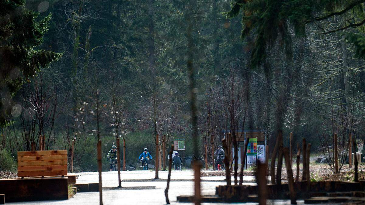 A slew of cyclists pedal towards log lane — a former street that has been filled with trees, logs and benches — at the newly renovated Swan Lake Park in Tacoma on Friday.
