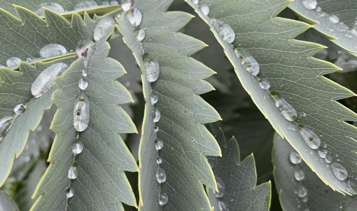 Honeybush (Melianthus major) has leaves that smell like peanut butter. It grows at Point Defiance Zoo and Aquarium.