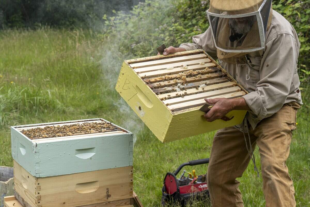 Rick Samyn moves the top layer of a beehive to look in a lower layer for signs of health in the bees, such as eggs and larvae, on Thursday, June 25, 2026, at an apiary with L'Arche Tahoma Hope Farms in Tacoma, Wash. Smoke from a beehive smoker rises behind the hive.