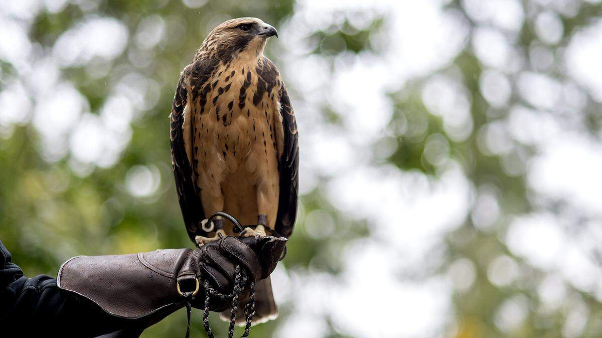 Only up to 40% of young raptors make it through their first year. Some starve when prey are scarce, or fall ill from disease, but many more are affected by human activities.