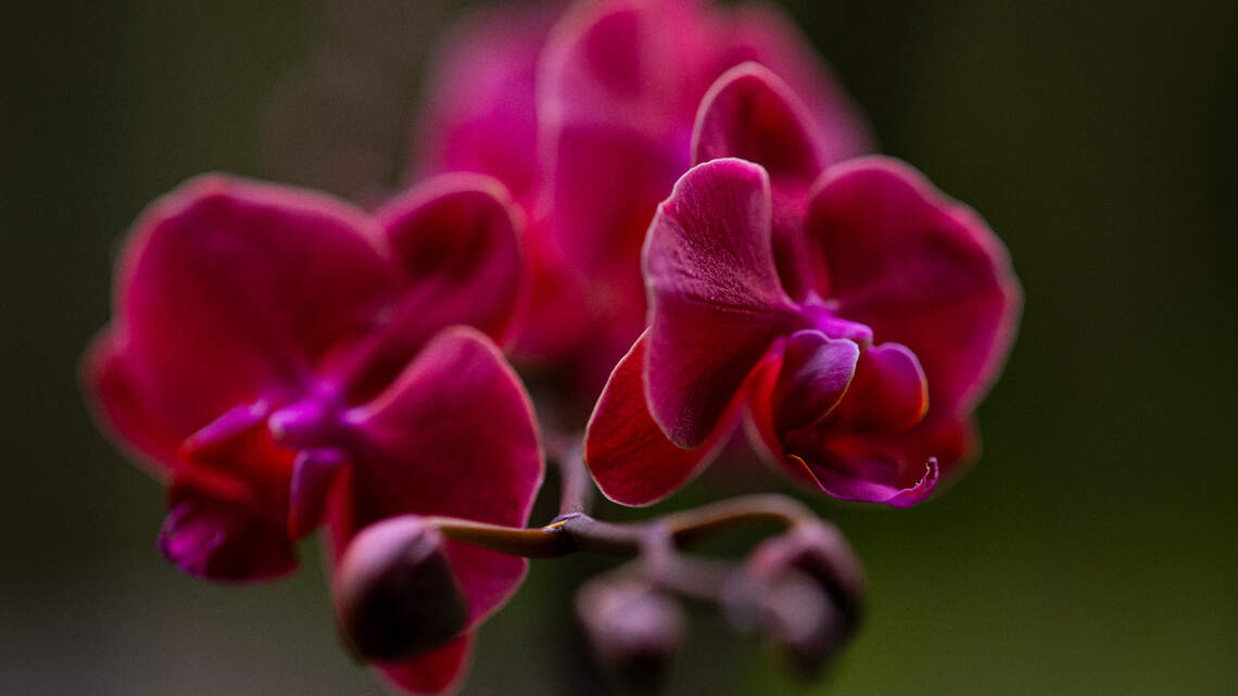 Tacoma-grown orchids featured at regional garden show. See if you can spot the aliens