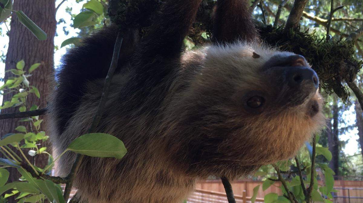 A sloth at City Goat Farm and Zoo is shown in this July 2019 photo on the business’s Facebook page.