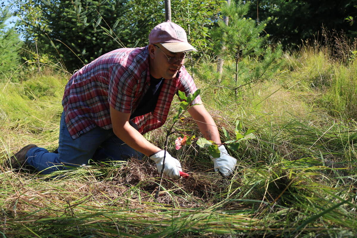 This image shows a volunteer removing weeds at a Pierce Conservation District nature maintenance event in 2023.