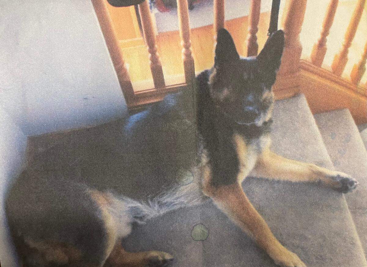Daniel McCaw’s German Shepherd, Saiga, is pictured in the home of McCaw’s mother. McCaw was murdered Aug. 28, 2022 in his Orting home.