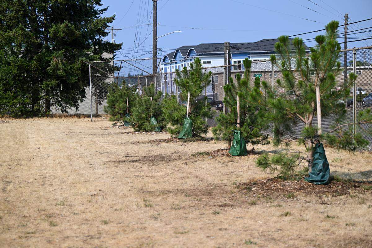 A row of recently planted trees lines S Junett Street in the Tacoma Mall neighborhood, Thursday, Aug. 24, 2023, Tacoma, Wash. The neighborhood has a lower tree canopy than other neighborhoods.