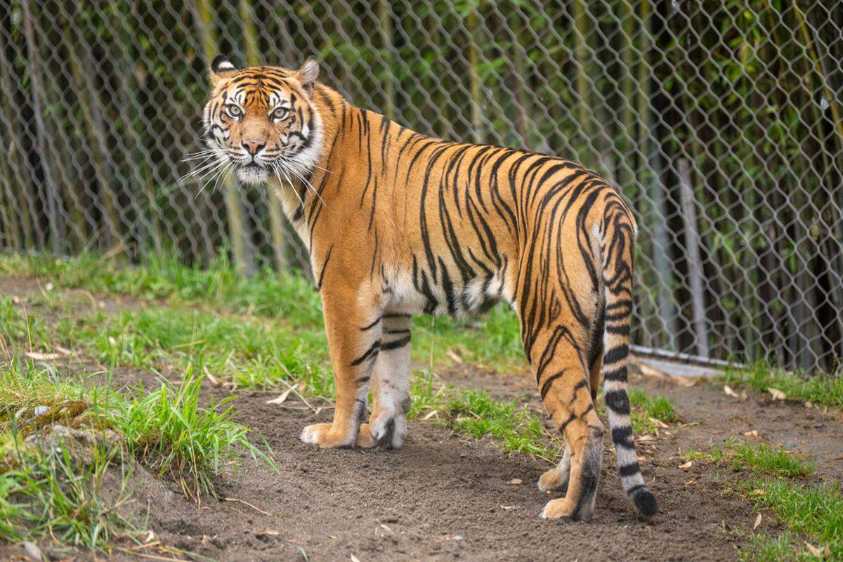 Mawar, the new Sumatran tiger at Point Defiance Zoo, is set to make her debut on Sept. 6. She flew here on a FedEx plane all the way from Australia.