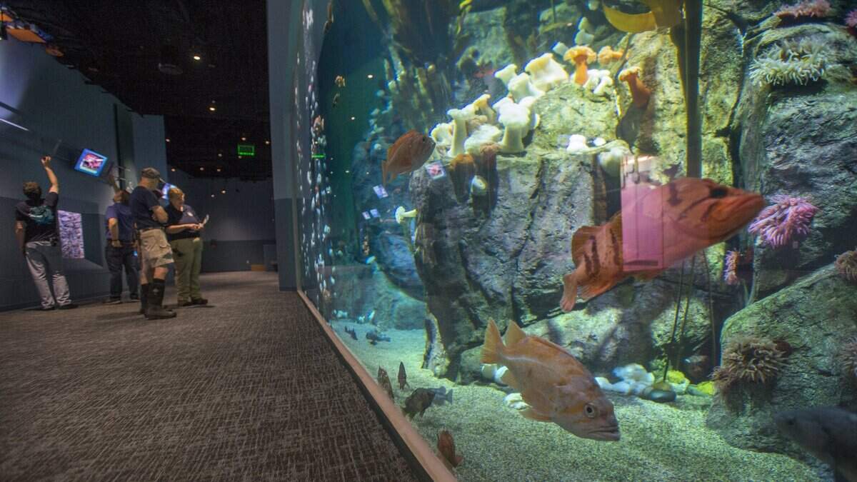 Point Defiance Zoo & Aquarium’s new Pacific Seas Aquarium is another strong addition to Tacoma’s portfolio of tourism attractions.