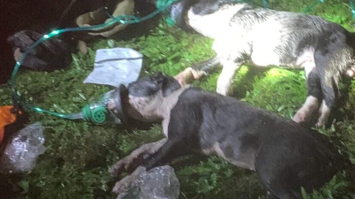 Firefighters from Tacoma Fire Department rescued six dogs early Friday from a house fire in the 200 block of East 69th Street.