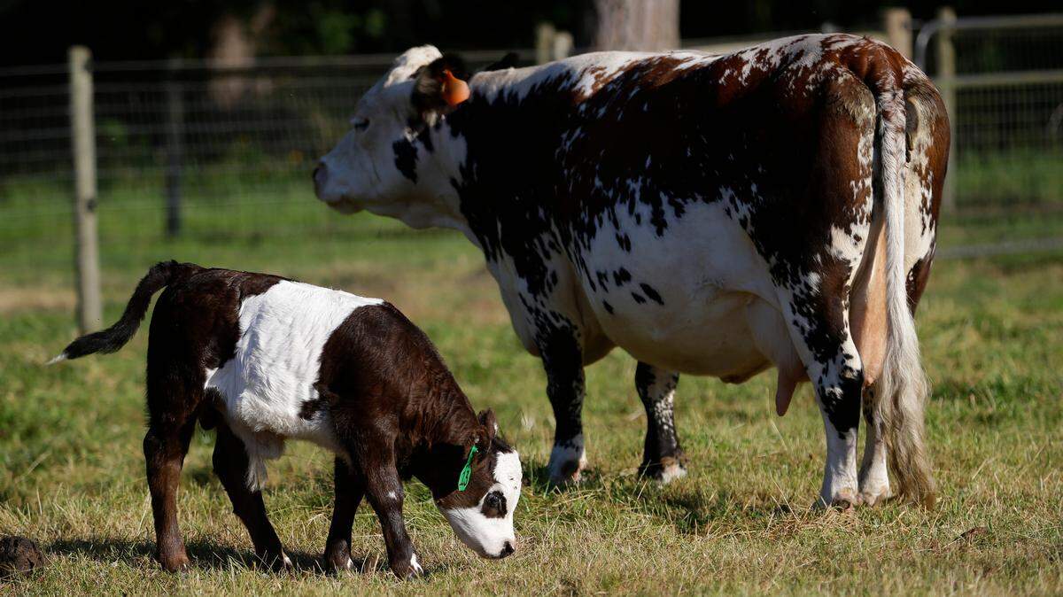 “Peanut,” left, a miniature Panda cow, grazesnear his mother, “Midget,” right, on the farm of John Bartheld in Roy, Wash. Bartheld has been breeding miniature cows on his farm for seven years, hoping to recreate black and white markings in the pattern of a panda to make a panda cow. He succeeded on June 28, 2013 when Peanut was born.