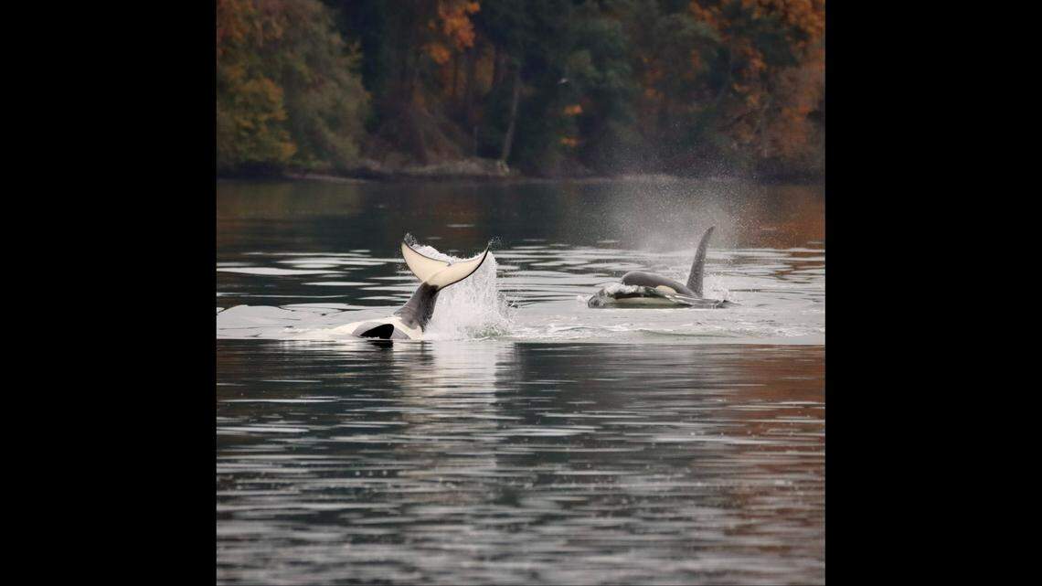 The orcas displayed a variety of behaviors, according to Martin.