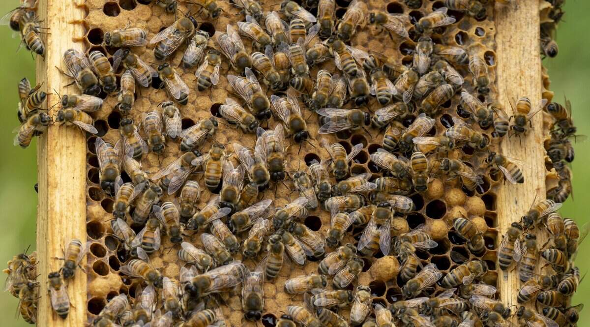 Bees crowd around a beehive frame on Thursday, June 25, 2026, at an apiary with L'Arche Tahoma Hope Farms in Tacoma, Wash.