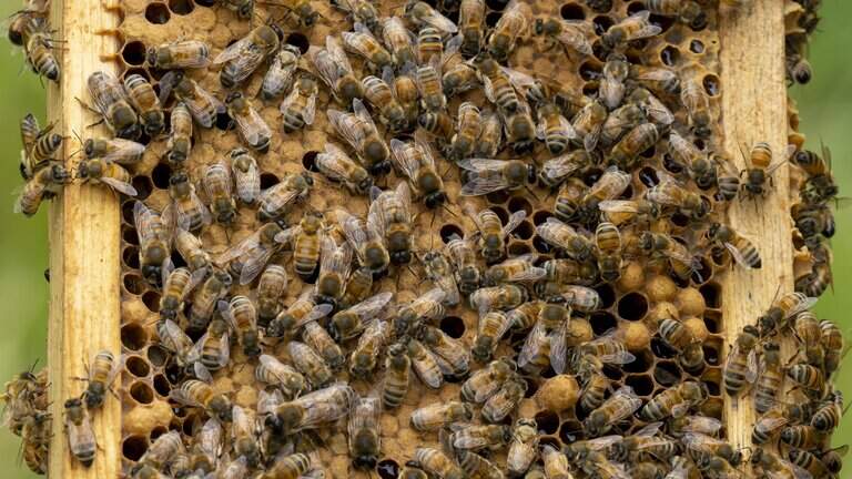 Will Tacoma become WA’s next ‘Bee City?’ Mayor wants to save local pollinators