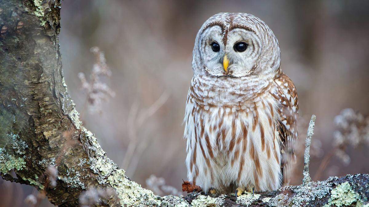 Several people have reported an “aggressive” owl (not the one pictured) at South Whidbey Community Park in Langley, Washington, officials said. The owl has scratched park goers and caused bruises.