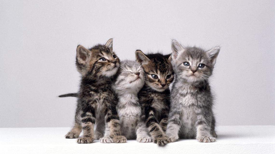 Are these the cutest cats in Illinois? Vote now in our cat photo contest!