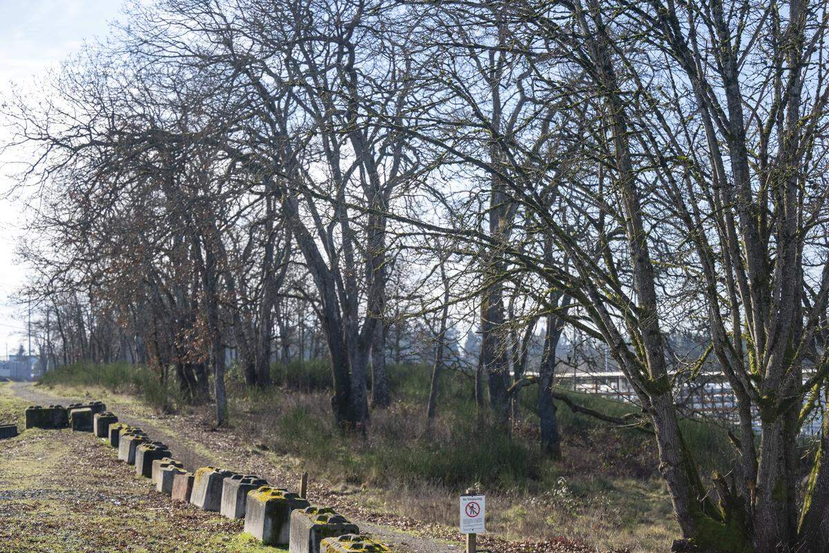 Trees are visible on a lot in Tacoma where a developer wants to build a new self-storage facility on Thursday, Feb. 12, 2026, in Tacoma, Wash. To do so, they'd have to cut down 37 Garry oak trees.
