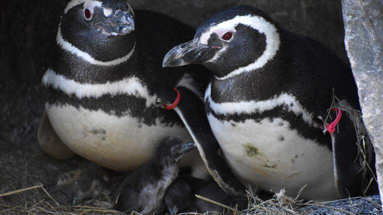 Point Defiance Zoo’s history of escapes includes dapper penguin, snacky grizzly