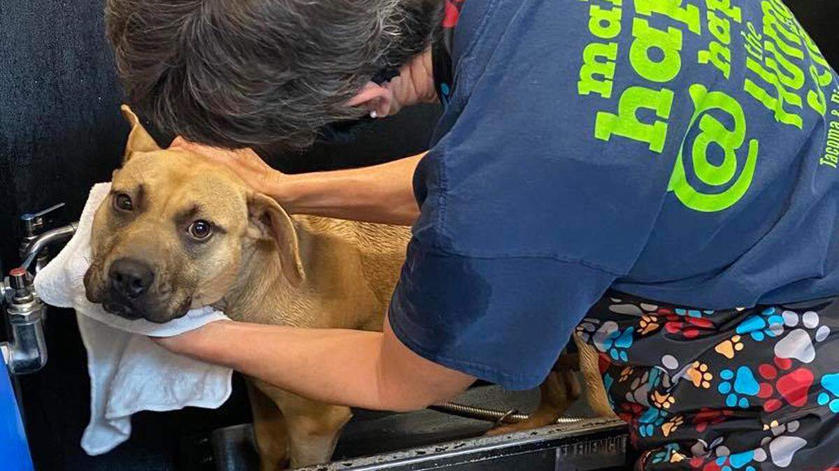 The Humane Society for Tacoma and Pierce County is raising money to help take care of 36 dogs, 15 of which are puppies, recently seized from a Midland property for alleged abuse.