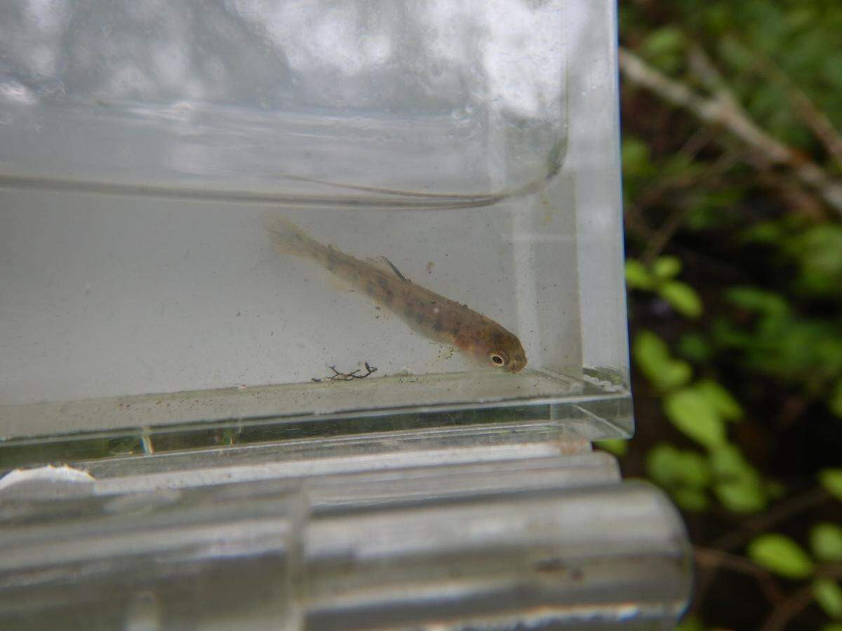 Wild Fish Conservancy biologists netted 35 mm trout in North Creek during their water typing survey of North Creek in 2018. Water typing surveys classify sections of streams as fish-bearing or non-fish bearing.